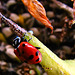 Lady Bug & Aphids