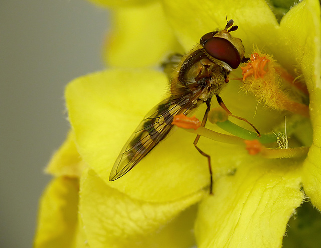 Patio Life: Hermin the Hoverfly R*I*P