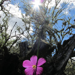 ltrpinkflowerandsun ltrpinkflowerandsun