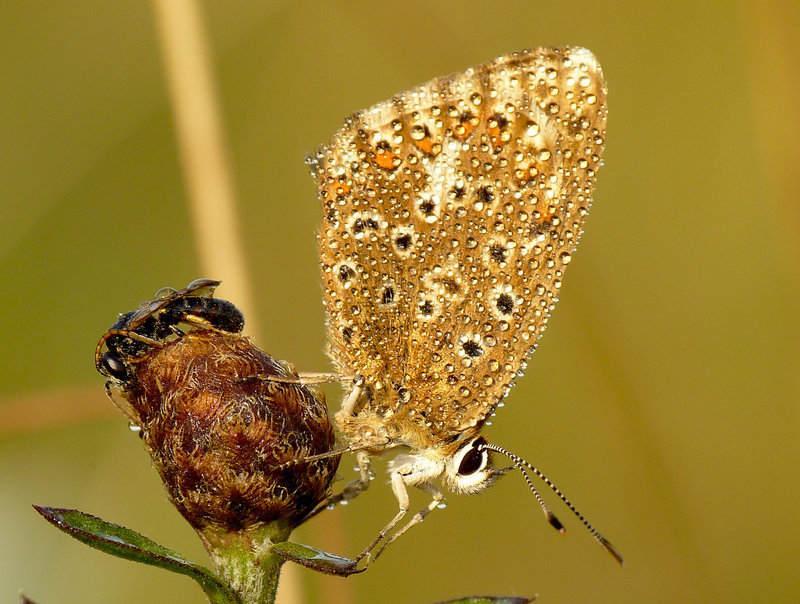 Chalkhill Blue Female