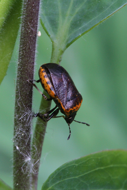 Utah Pentatomid