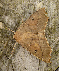 Scalloped Hazel