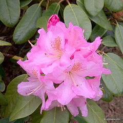 Summer Blooms - May 29