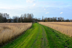Langedijk