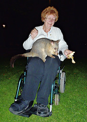 possums in the park