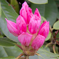 Summer Blooms - May 29