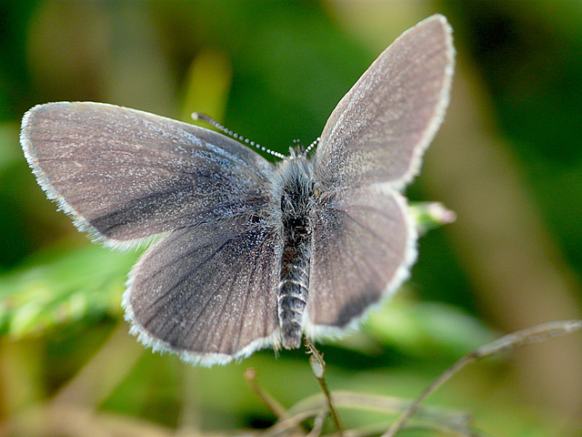 Small Blue