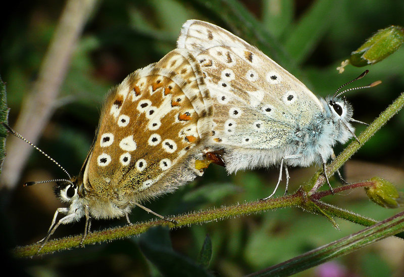 Chalkhill Blue Mating Pair