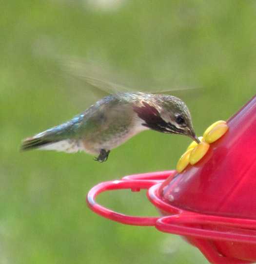 hummingbird