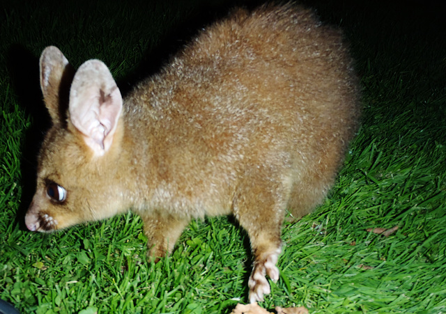 possums in the park