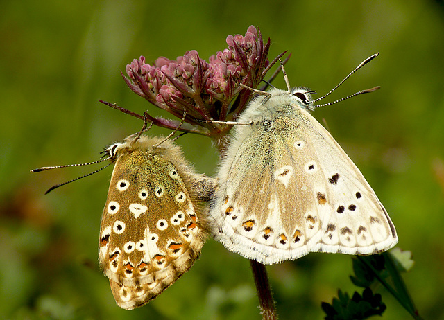 Chalkhill Blue Mating Pair