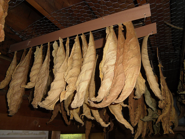 Tobacco drying