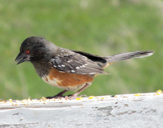 Spotted Towhee