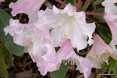 Summer Blooms - May 29