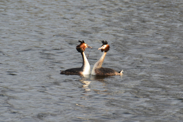 Great Crested Grebe