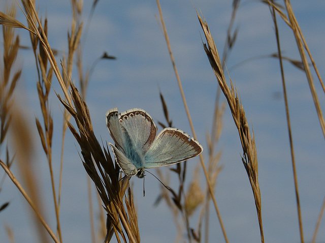 Chalkhill Blue Male