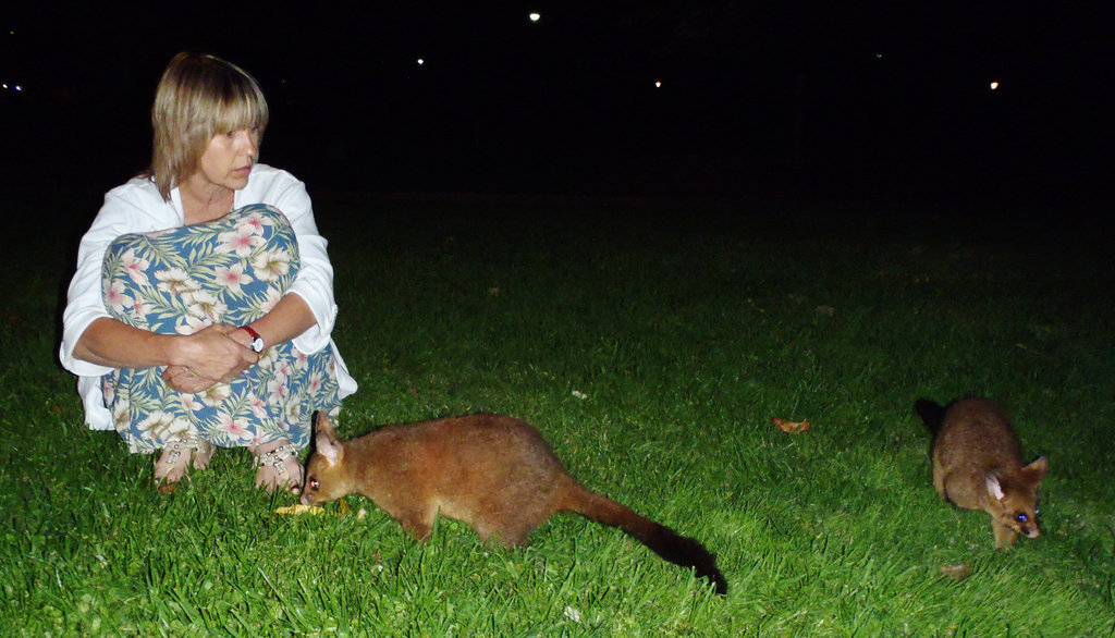 possums in the park