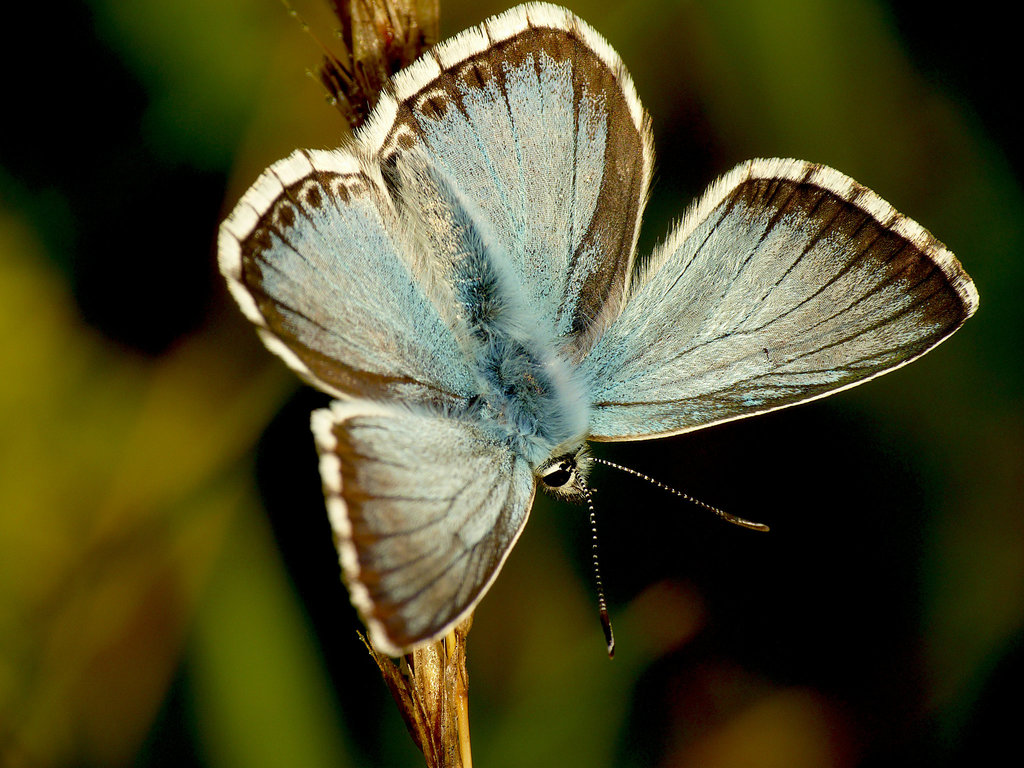 Chalkhill Blue Male