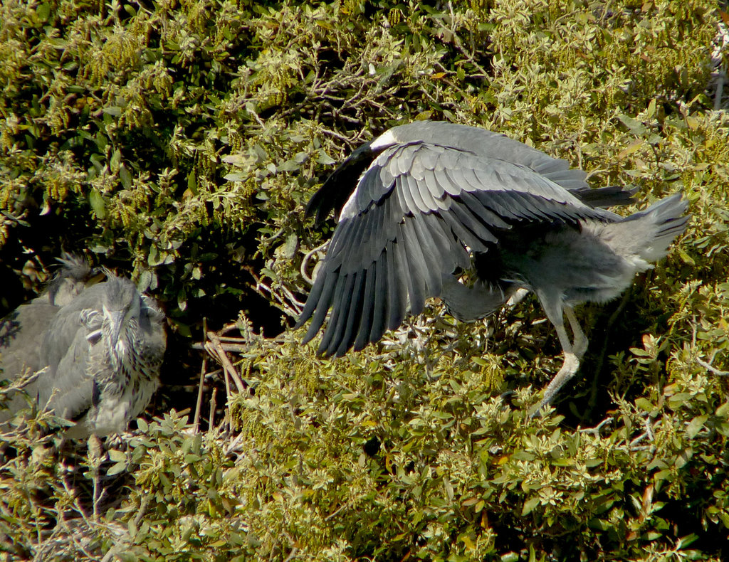 Exercising the Wings