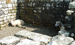 Birdoswald - Guard Chamber