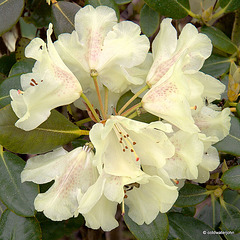 Summer Blooms - May 29