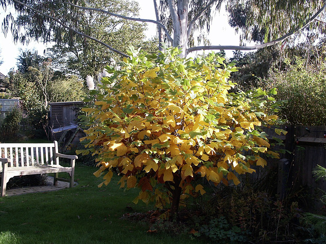 Tulip Tree