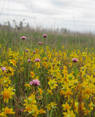 goldandpurpleflowers