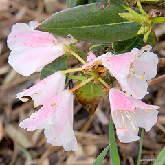 Summer Blooms - May 29