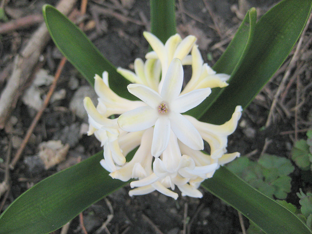 Hyazinthenblüte (Hyacinthus)