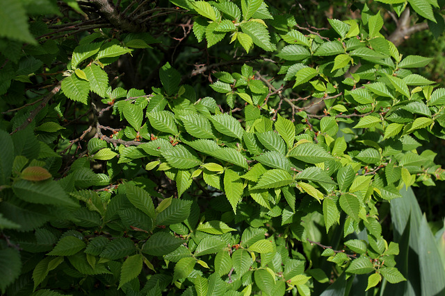 6-Ulmus parviflora ' Jacqueline Hillier '