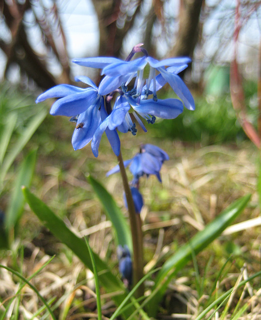 Blausternchen (Scilla siberica)