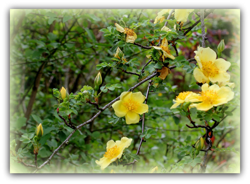 Rosa xanthina 'Canary Bird '