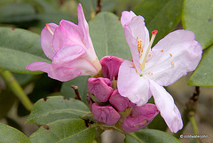 Summer Blooms - May 29