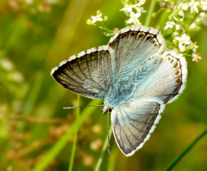 Chalkhill Blue Male
