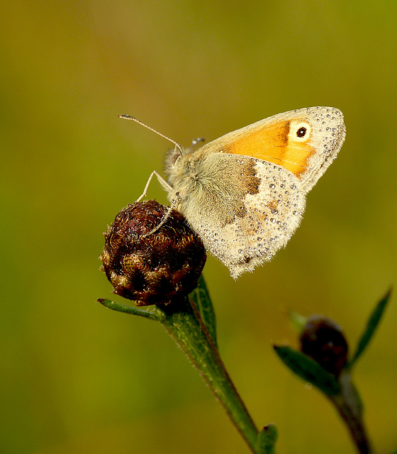 Small Heath