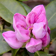 Summer Blooms - May 29