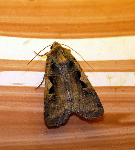 Setaceous Hebrew Character -Top