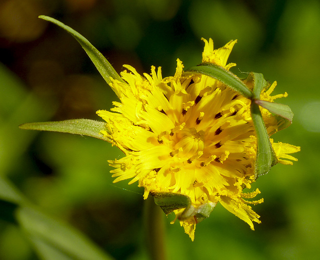 Goatsbeard