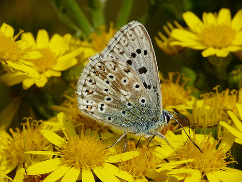 Chalkhill Blue Male