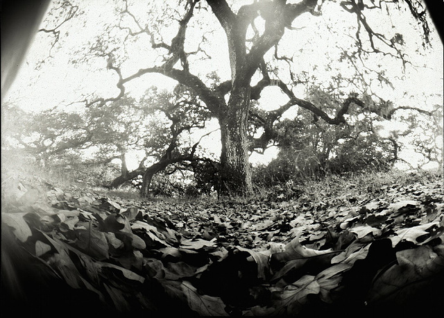 pinhole oaks