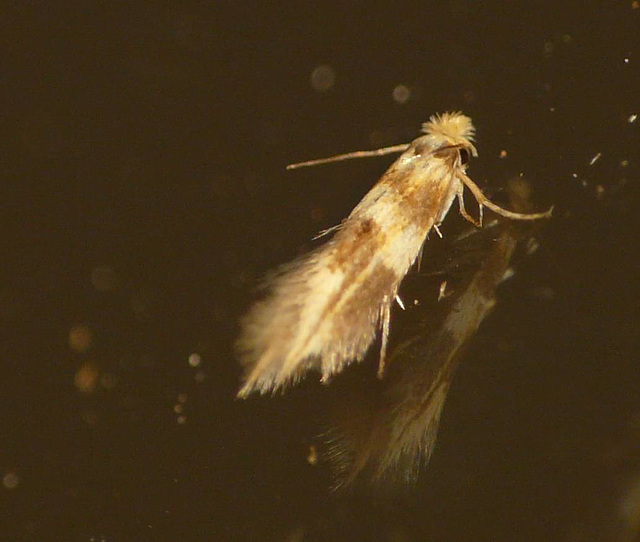 Bucculatrix Thoracella