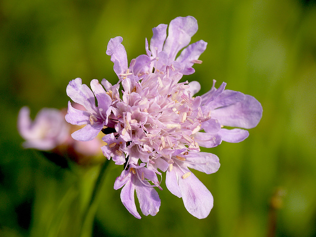 Small Scabious