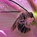Longhorn Bee in Checkerbloom Closeup