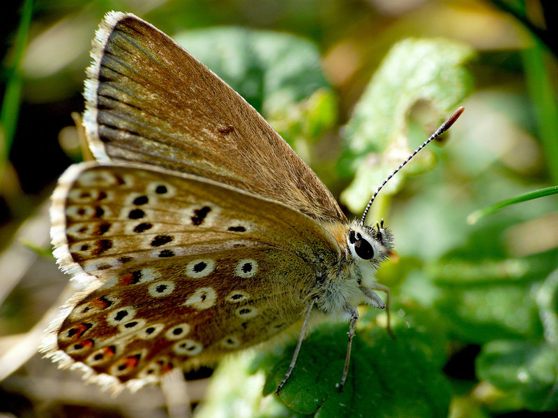 Chalkhill Blue Female
