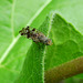 Picture-winged Fly, family Ulidiidae