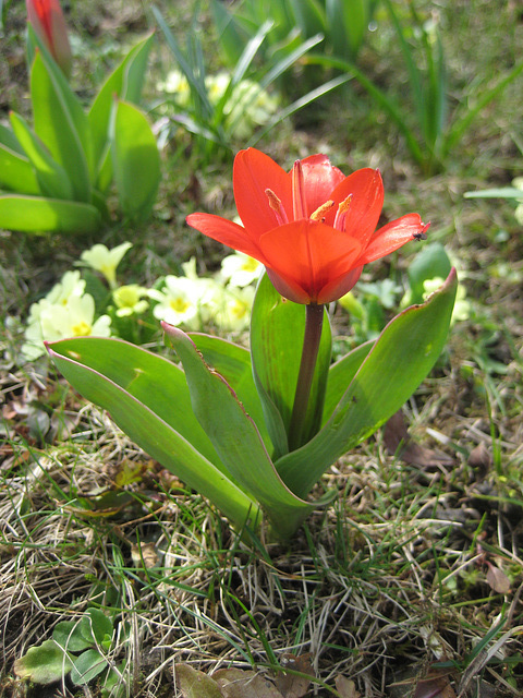 Die erste Tulpe der Saison