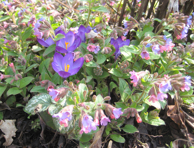 Lungenkraut und Krokus