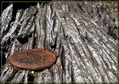 Bolt and Wood Texture