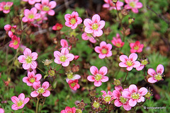 Summer Blooms - May 29