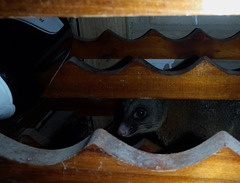 possum in our wine cellar